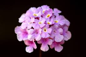 Image result for Lantana angolensis