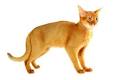 Abyssinian cat - Wikipedia
