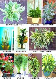 元気な観葉植物の育て方4つのポイントとよくあるトラブル対処法 観葉植物 日陰で育つ植物 緑の植物