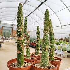 Image result for Cleistocactus