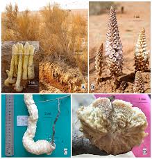 Image result for Cistanche tinctoria