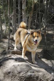 Shiba Inu Going Rock Climbing This Doge Is All About Nature Shiba Inu Kopek Akita