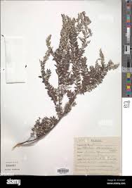 Image result for Phylica emirnensis