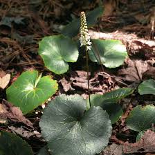 Image result for Hypoxis urceolata