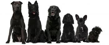 Black And White Names For Dogs Male 60 Names For Black Dogs Male Female Badass And Funny From Astro To Velvet Black Dog Names Dog Names Black Dog