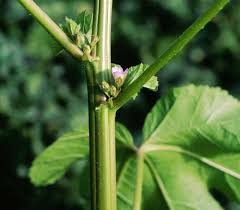 Image result for Malva verticillata