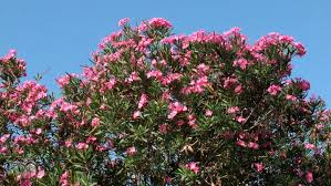 Bush tree with blue flowers. Beautiful Hedge Of Oleander Bush Stockvideoklipp Helt Royaltyfria 11560775 Shutterstock