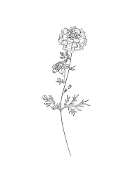 This is a happy flower that signifies the happiness and blooming august month. Birth Month Flowers Marigold October Birth Flower Tattoos Lavender Tattoo Carnation Tattoo