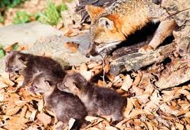 This fox prefers brushy or forested habitats, and is unique in that it is a skilled tree climber. Gray Fox From Nc Wins Ncpedia