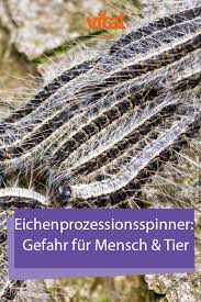 Eichenprozessionsspinner Gefahr Fur Mensch Und Tier Eichenprozessionsspinner Eichenspinner Tiere