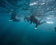 Social Dive - Shellharbour