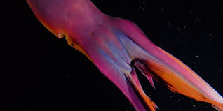 This arm is formally called the hectocotylus. Blanket Octopus The Spectacular Cephalopod Octolab Tv