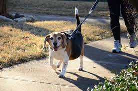 Beagles are not sedentary dogs; Animal Planet S My Big Fat Pet Makeover Helps Pets Shed The Fluff Video Petguide