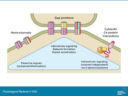 Of these, anchoring junctions, which include adherens junction, desmosomes and hemidesmosomes. Connexins Key Players In The Control Of Vascular Plasticity And Function Physiological Reviews
