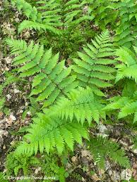 Image result for Dryopteris fadenii