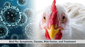 Signs and symptoms of bird flu may begin within two to seven days of infection, depending causes. Bird Flu Symptoms Causes Risk Factors And Treatment