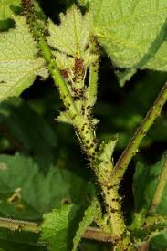 Image result for Hibiscus diversifolius