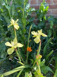Image result for Moraea spathulata