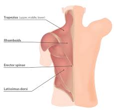 In the upper back region, the trapezius, rhomboid major, and levator scapulae muscles anchor the in addition to moving the arm and pectoral girdle, muscles of the chest and upper back work together as. Upper Back Pain The 14 Best Exercises And Stretches Video Guide