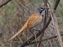 Carpentarian Grasswren Amytornis Dorotheae By Brian Mccauley Kus Hayvanlar