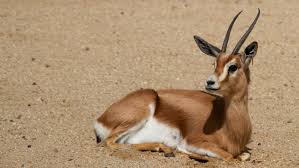 The white patch on the thomson's gazelle stops at the tail. Dorcas Gazelle Information From Marwell The Zoo