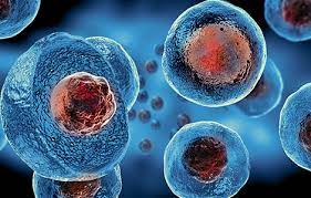 În laboratorul său, celulele extrase din ouă de pui fertilizate sunt cultivate în bioreactoare și hrănite cu lichide de origine vegetală bogate în proteine, grăsimi, zahăr, minerale și vitamine. Ce Sunt Celulele Stem Tipuri De Celule Stem Si Utilizarea Lor