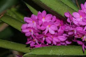 Image result for Rhipidoglossum pusillum