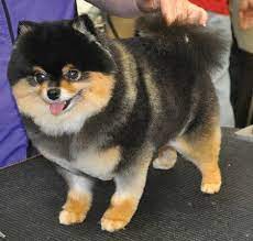 Pin On Bebe My Pomeranian