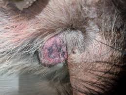 Image result for scrotum dog skin peeling