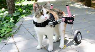Cat Mobility Loss Causes And Solutions Cat Wheelchair Feline Mobility