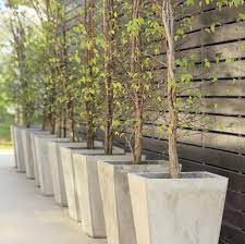 Best unexpected plants you can grow in containers • the garden glove. Tips For Growing Trees In Containers