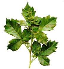 Image result for Searsia pyroides