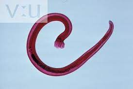 evcil hayvanlardan insanlara bulasabilecek parazitler