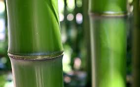 How to grow a planet, episode 1, life from light. A Plant To Help The Planet A Strong Tough And Scalable Material From Fast Growing Bamboo Advanced Science News