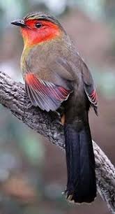 Pin By Meral Yuksek On Aves Birds Beautiful Birds Birds Most Beautiful Birds