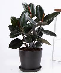 'black prince' rubber plant or ficus elastica burgundy has very dark green glossy leaves, the stems and underside of the leaves have a burgundy tone. Rubber Plant Care How To Grow A Rubber Tree