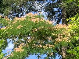 Image result for Albizia schimperiana