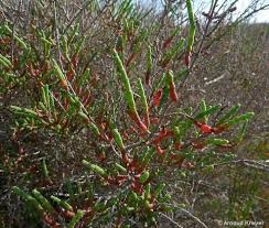 Image result for Sarcocornia