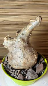 Image result for Aeollanthus subacaulis