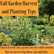 Finally, when harvesting your garden, you may run across some vegetables towards the end of the season which have bolted or gone to seed. Fall Garden Harvest And Planting Tips Homemade Food Junkie
