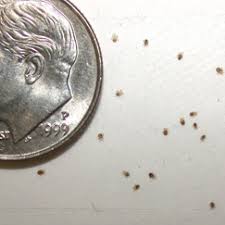 Bird Mites In Human Hair Getting Rid Of Bird Mites Mites On Humans Mites Bird