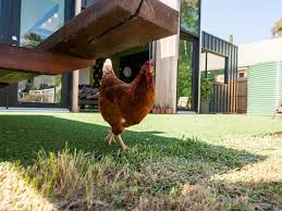 Pet chickens chickens backyard rabbits fancy chickens raising chickens my pet chicken i can hardly see the neighbours complaining if you pitched one of these in the yard as long as there. How To Raise Chickens In Your Backyard