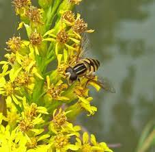A Bee Like Fly Goldenrod Flower Insects Bee