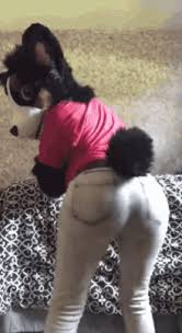 Furry Butts GIFs | Tenor