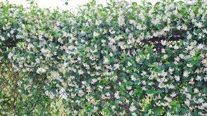 We did not find results for: Shrubs Work Well For Buffer Hedges In The Shade