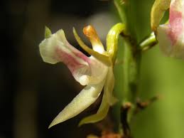 Image result for Oeceoclades maculata