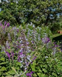 Image result for Coleus hadiensis