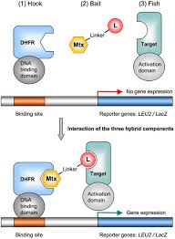 The Yeast Three Hybrid System For Target Identification The Principle Download Scientific Diagram
