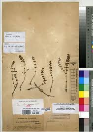 Image result for Chasmanthera