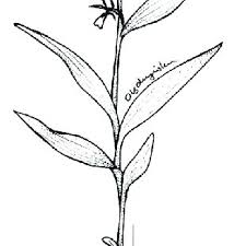 Image result for Brachycorythis velutina